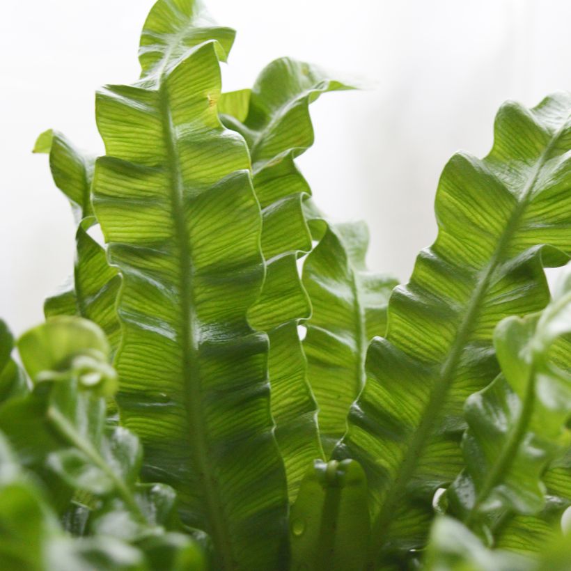 Asplenium nidus Crispy Wave - Fougère nid d'oiseau (Foliage)