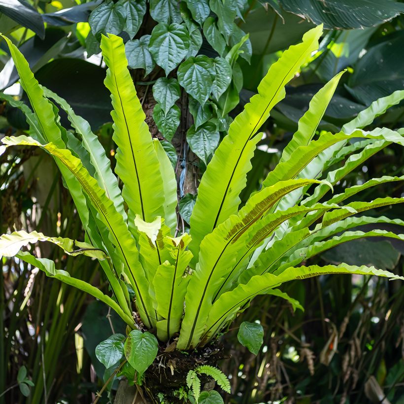 Asplenium nidus - Fougère nid d'oiseau (Plant habit)