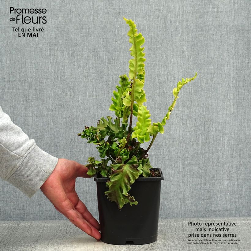 Example of Asplenium scolopendrium Bolton’s Nobile - Fougère scolopendre Pot de 2L/3L as you get in printemps