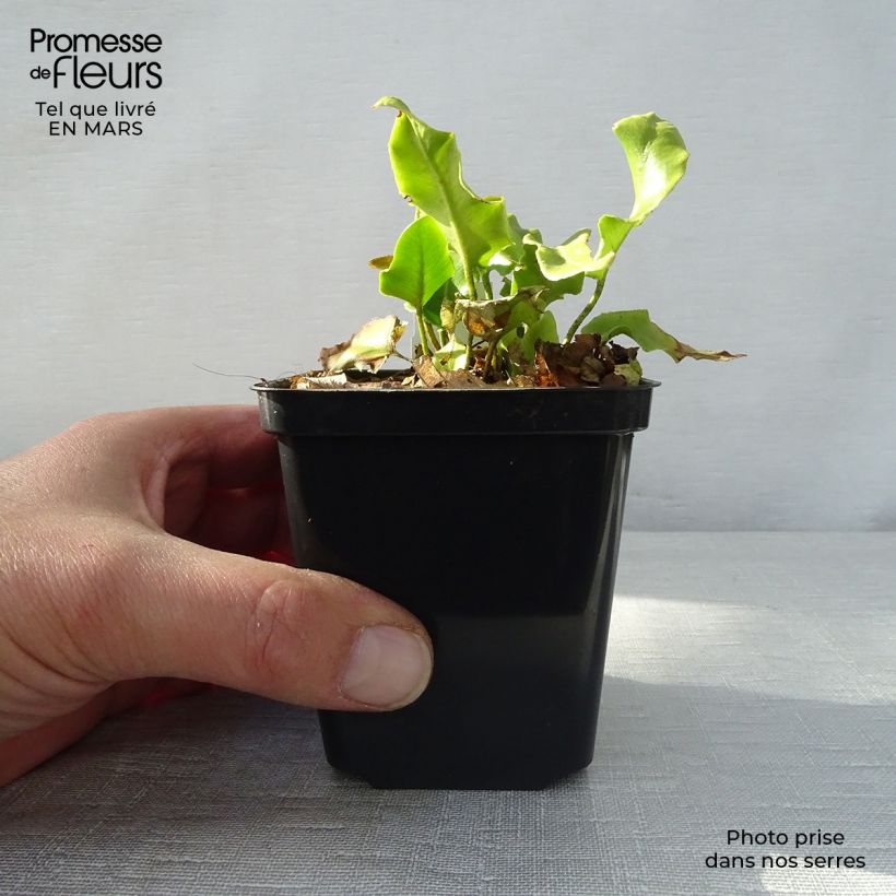 Spécimen de Asplenium scolopendrium Cristatum Group - Fougère scolopendre Godet de 8/9 cm tel que livré au printemps