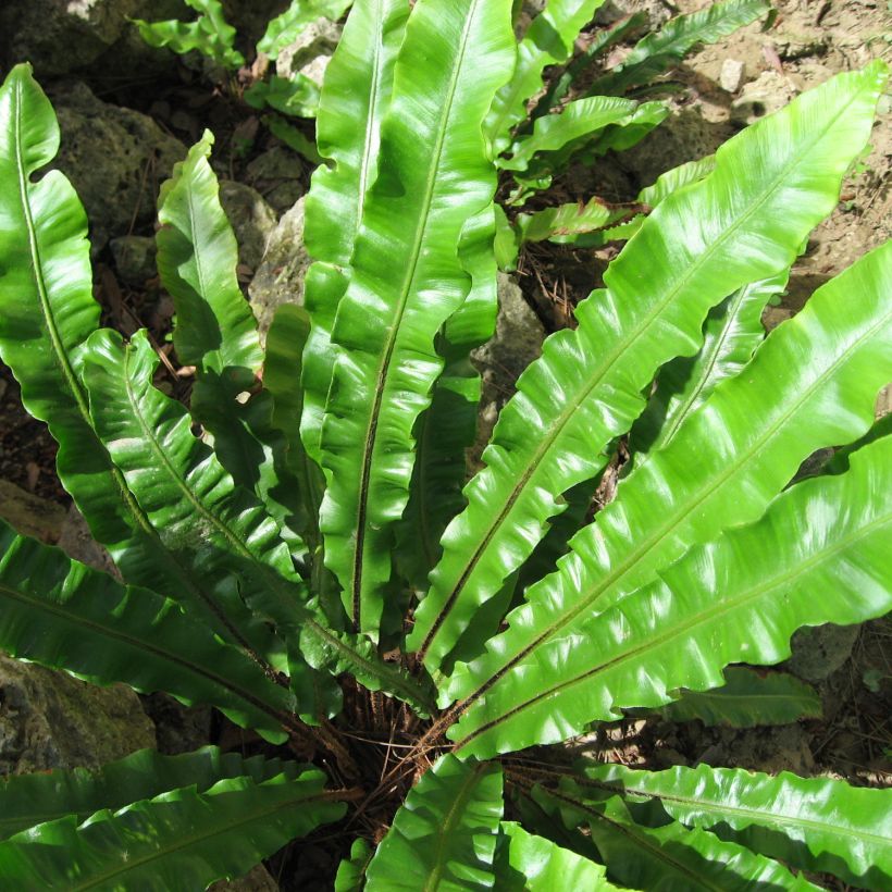 Asplenium scolopendrium Undulatum Group - Fougère scolopendre (Foliage)
