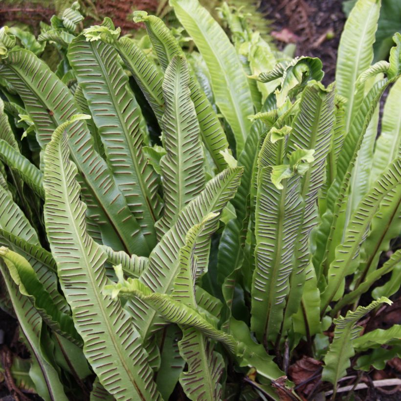 Asplenium scolopendrium Undulatum Group - Fougère scolopendre (Harvest)