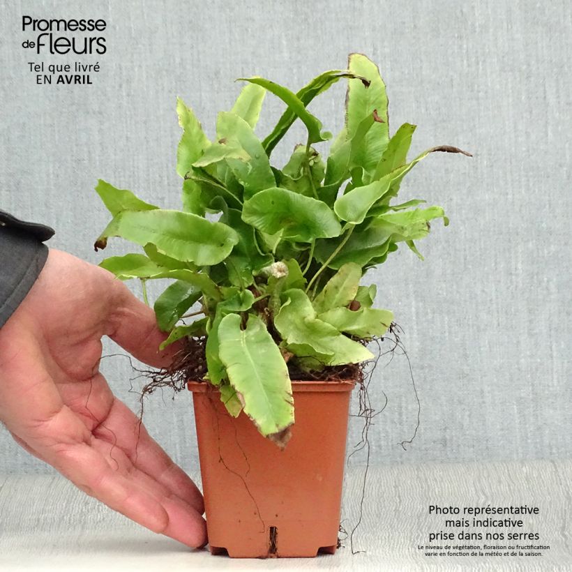 Example of Asplenium scolopendrium Undulatum Group - Fougère scolopendre Godet de 8/9 cm as you get in printemps