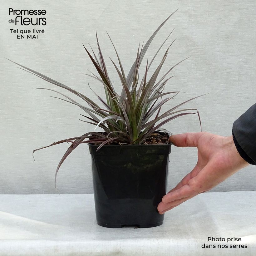 Example of Astelia Red Shadow Pot de 2L/3L as you get in printemps