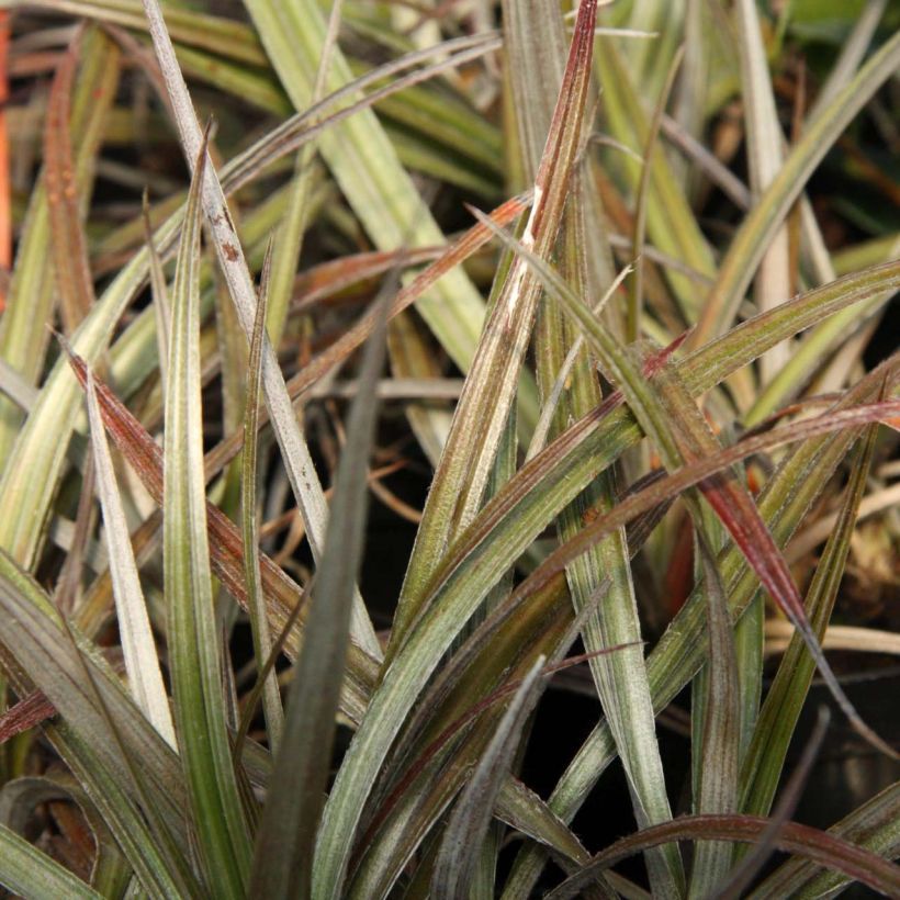 Astelia Red devil (Foliage)