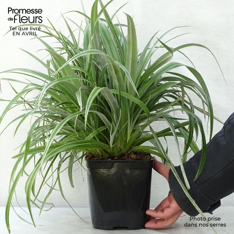 Example of Astelia chathamica Silver Shadow Pot de 2L/3L as you get in printemps