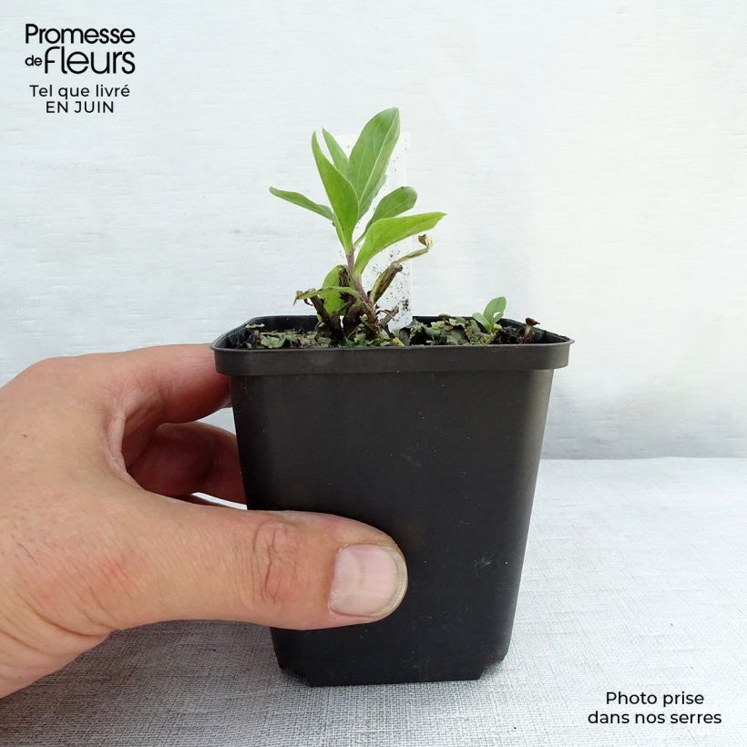 Spécimen de Aster Bart's Blue Beauty - Aster d'automne Godet de 8/9 cm tel que livré en été