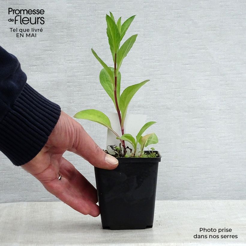 Spécimen de Aster Bart's Blue Beauty - Aster d'automne Godet de 8/9 cm tel que livré au printemps