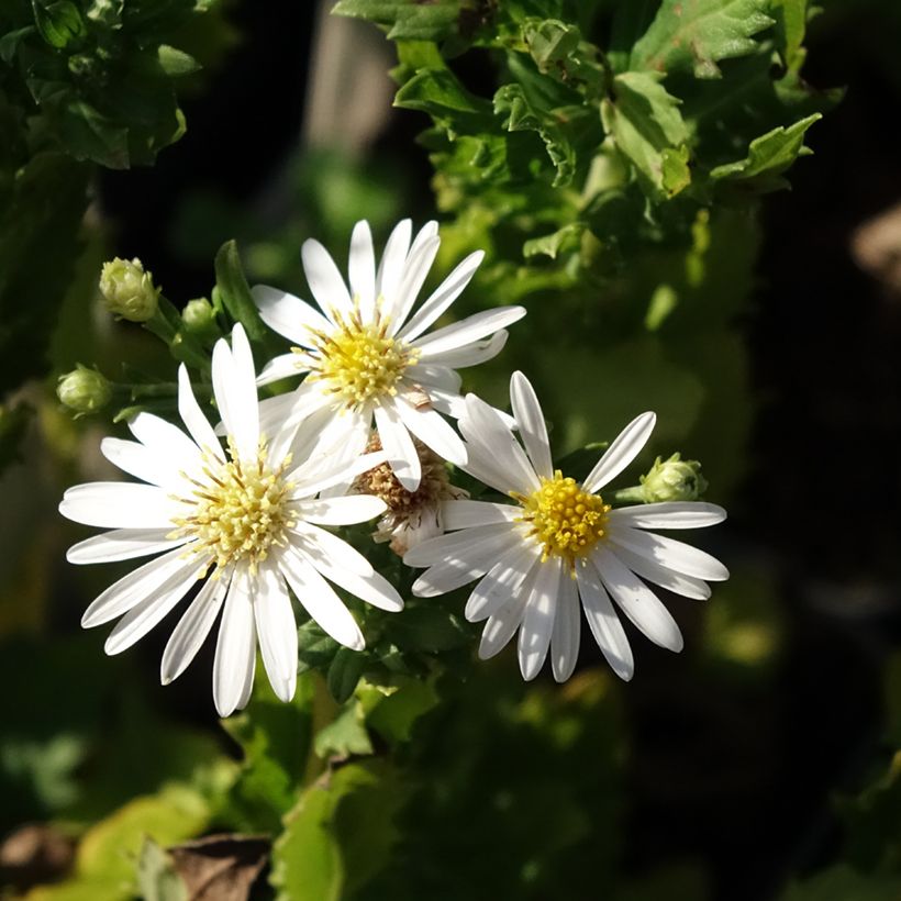 Aster ageratoides Ashvi - Aster d'automne blanc (Floraison)