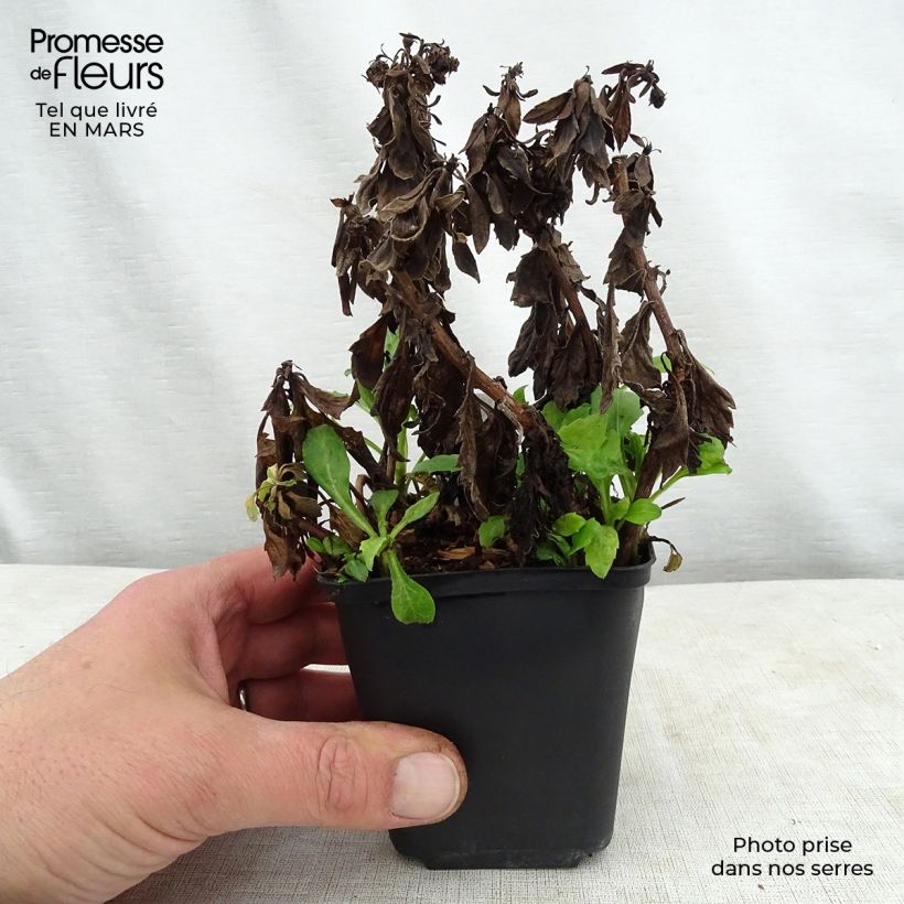 Spécimen de Aster ageratoides Asmoe - Aster nain d'automne Godet de 8/9 cm tel que livré au printemps