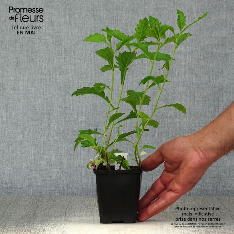 Spécimen de Aster ageratoides Asran - Aster grand d'automne Godet de 8/9 cm tel que livré au printemps