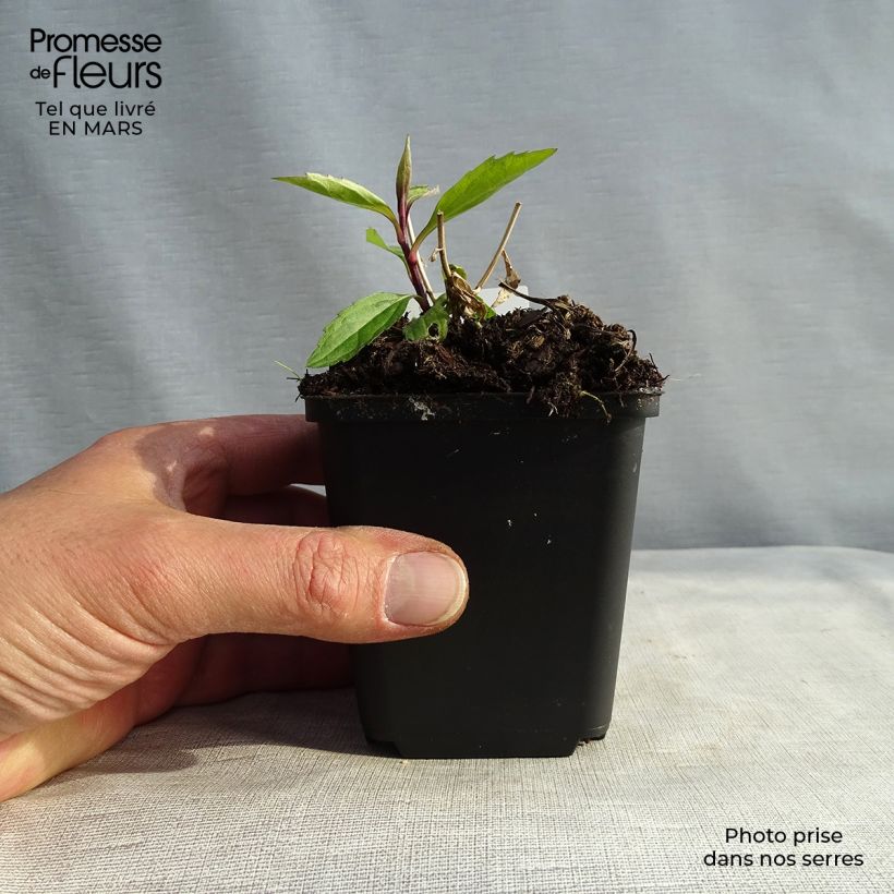 Spécimen de Aster ageratoides Ezo Murasaki Godet de 8/9 cm tel que livré au printemps