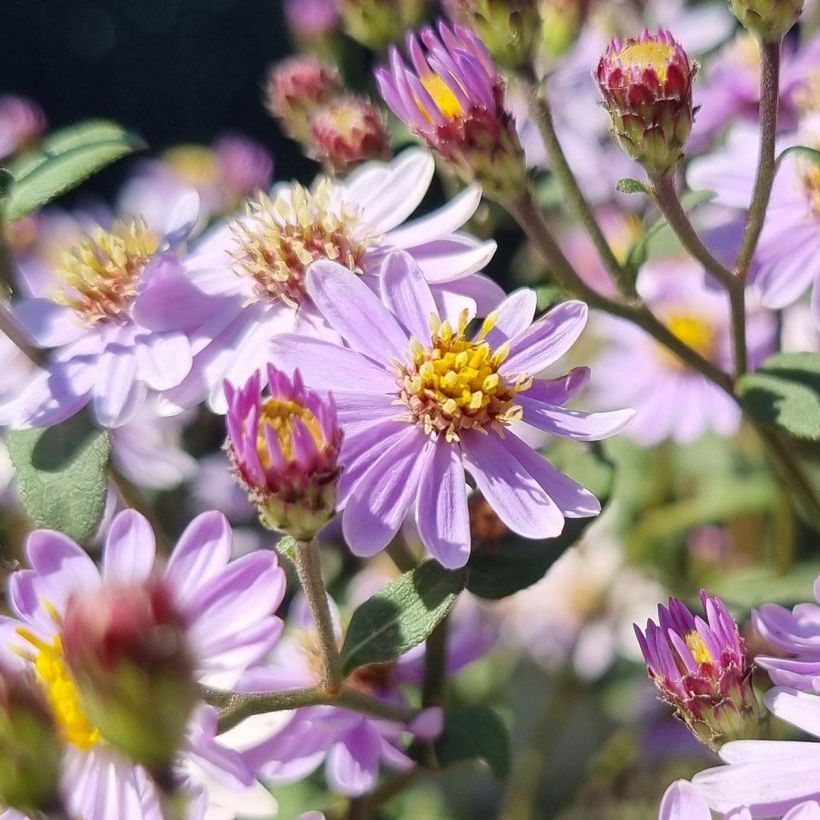 Aster ageratoides Harry Schmidt - Aster nain d'automne (Floraison)