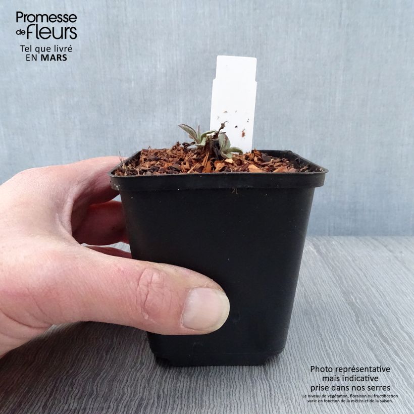 Spécimen de Aster ageratoides Harry Schmidt - Aster nain d'automne Godet de 8/9 cm tel que livré au printemps