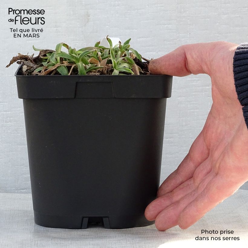 Spécimen de Aster alpinus Dunkle Schöne - Aster des Alpes bleu Pot de 2L/3L tel que livré au printemps