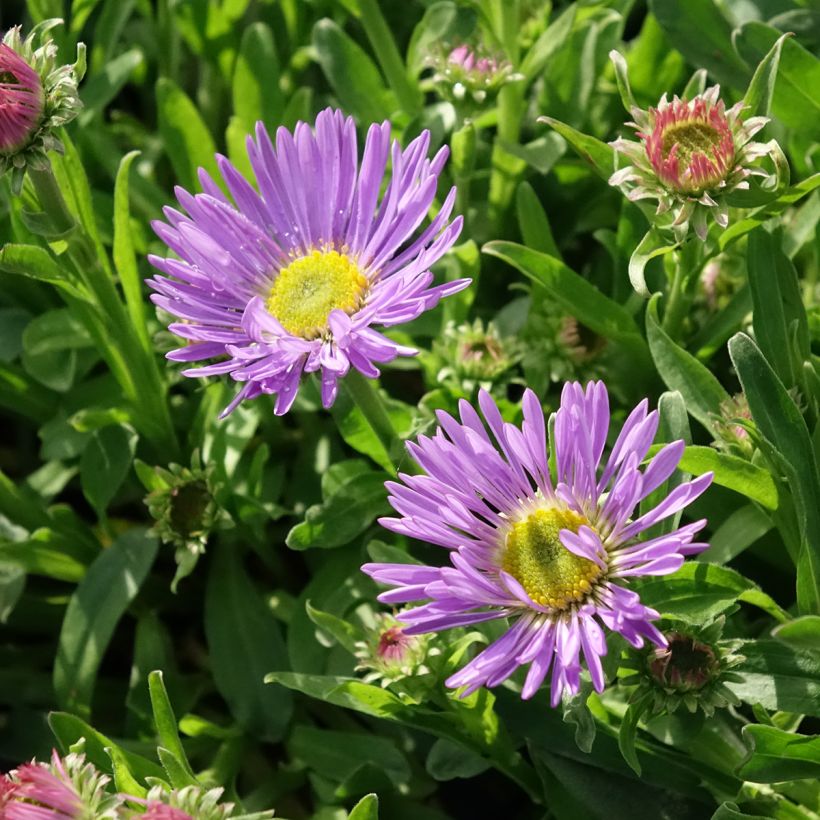 Aster alpinus Goliath - Aster des Alpes (Floraison)