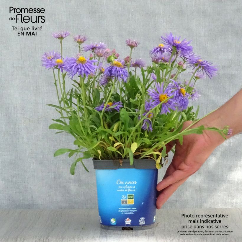 Spécimen de Aster alpinus Goliath - Aster des Alpes Pot de 2L/3L tel que livré au printemps