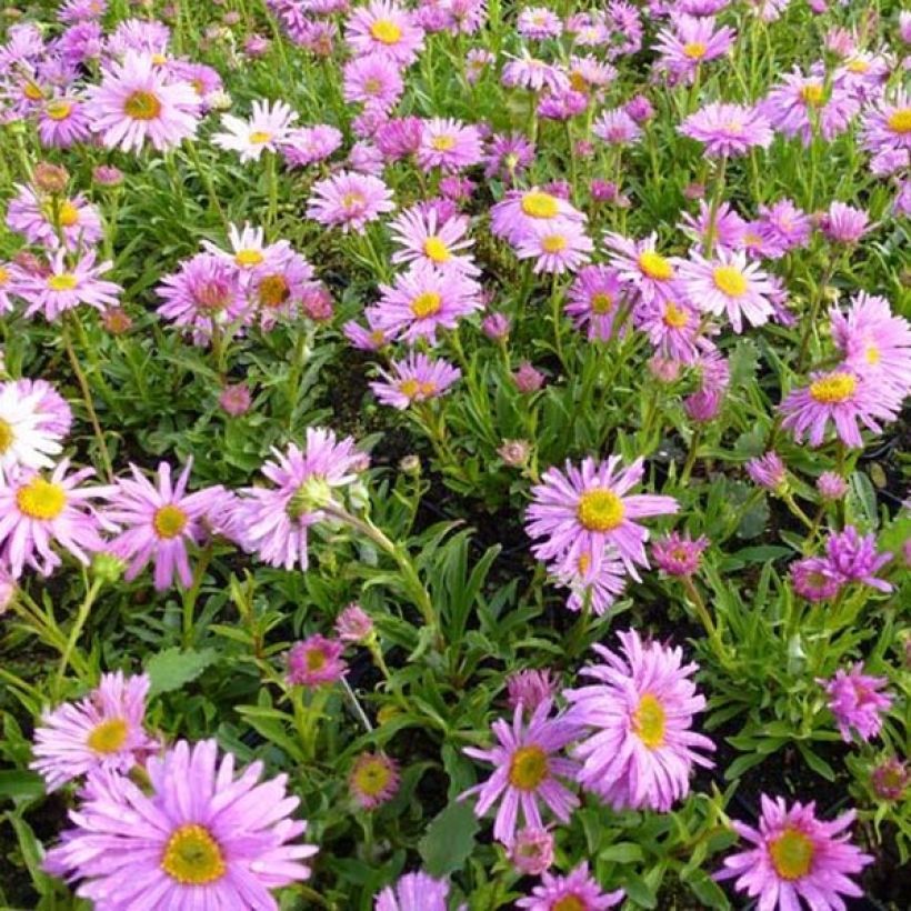 Aster alpinus Happy End - Aster des Alpes rose (Plant habit)