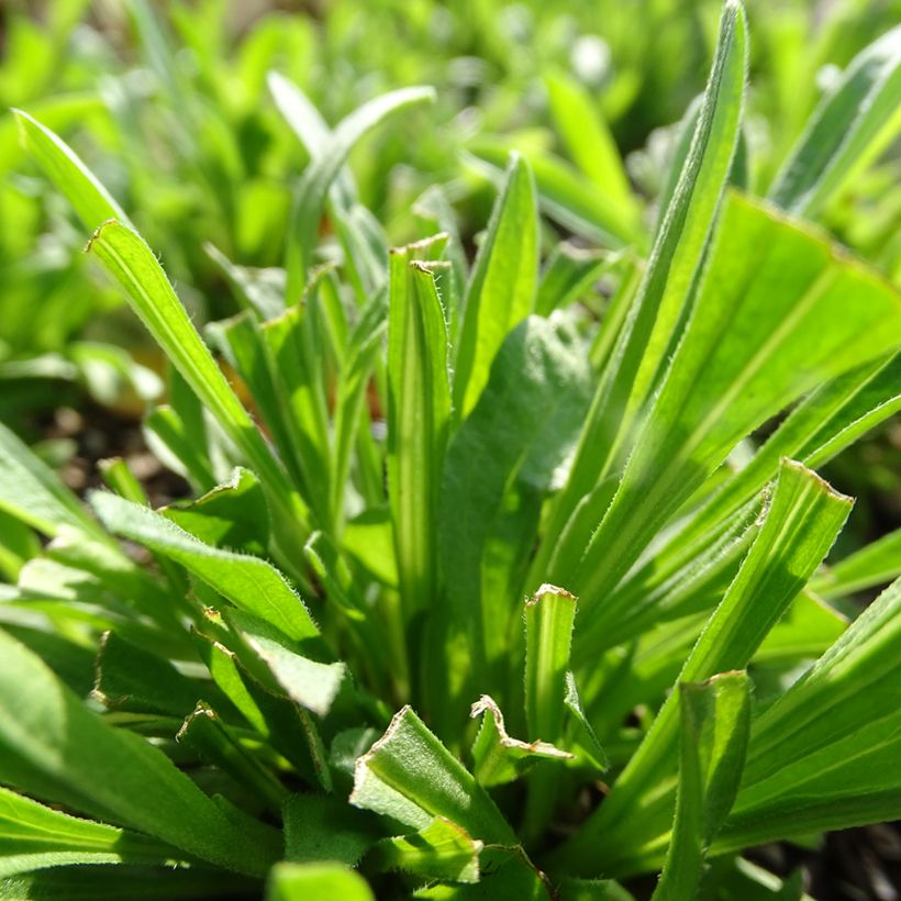 Aster alpinus Pinkie - Aster des Alpes (Feuillage)