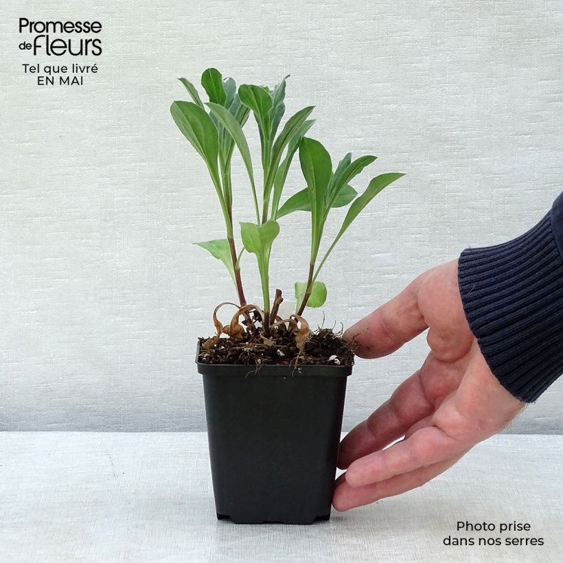 Spécimen de Aster amellus Rosa Erfüllung - Aster d'été Godet de 8/9 cm tel que livré au printemps