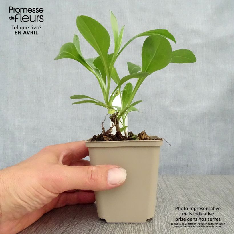 Spécimen de Aster amellus Sonia - Oeil du Christ Godet de 8/9 cm tel que livré au printemps