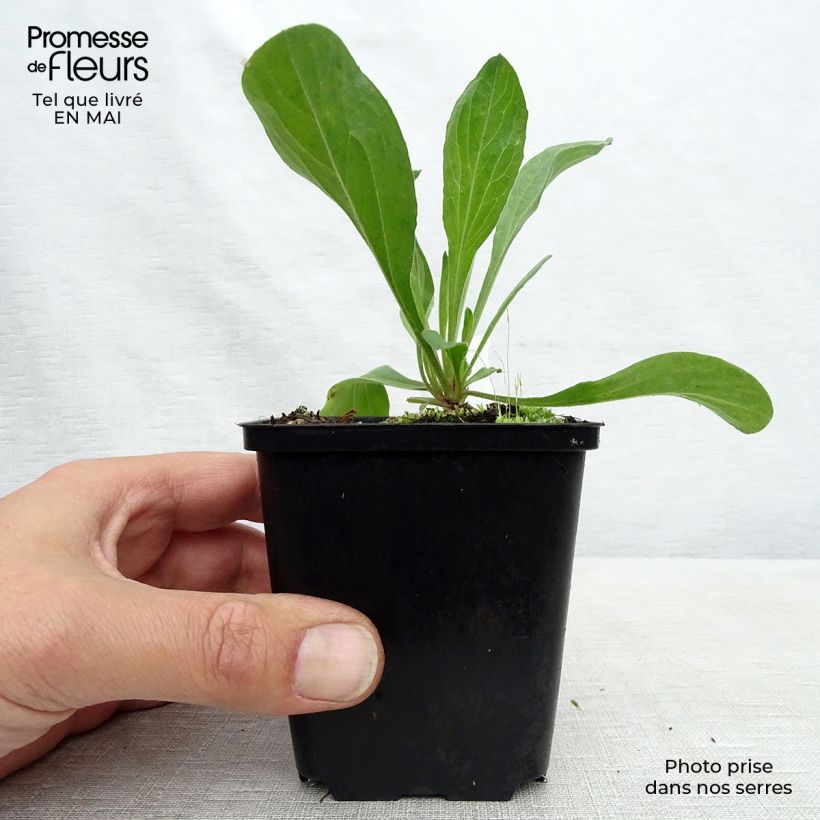 Spécimen de Aster amellus Veilchenkönigin Violet Queen - Aster d'automne Godet de 8/9 cm tel que livré au printemps