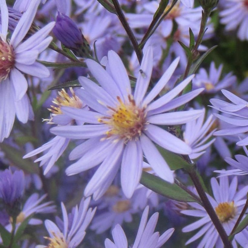 Aster cordifolius Blue Heaven (Floraison)