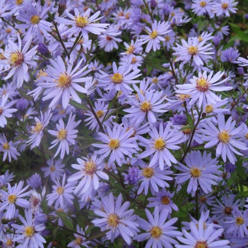 Aster cordifolius Blue Heaven (Port)