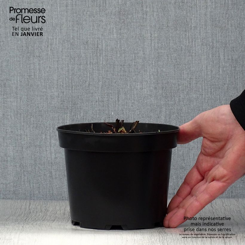 Spécimen de Aster cordifolius Idéal Pot de 2L/3L tel que livré en hiver