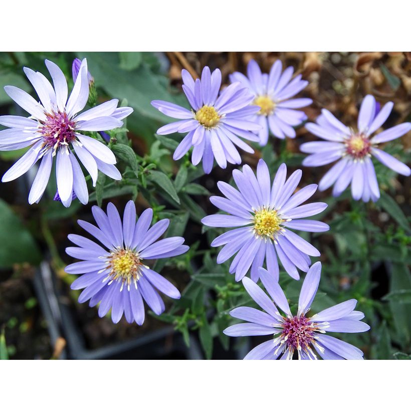 Aster cordifolius Little Carlow - Aster d'automne (Floraison)