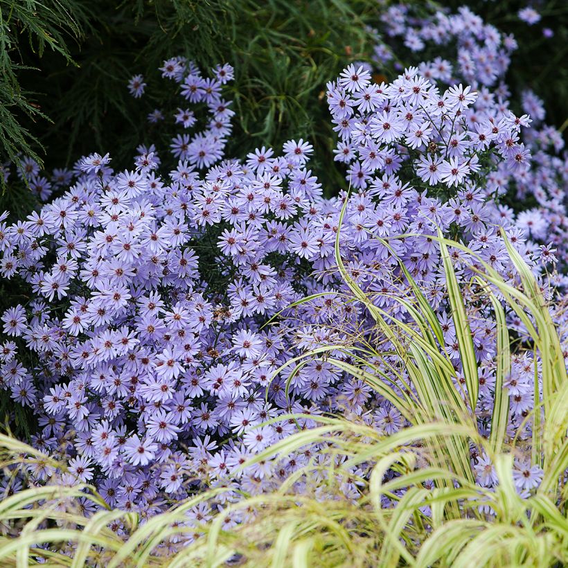 Aster cordifolius Little Carlow - Aster d'automne (Port)