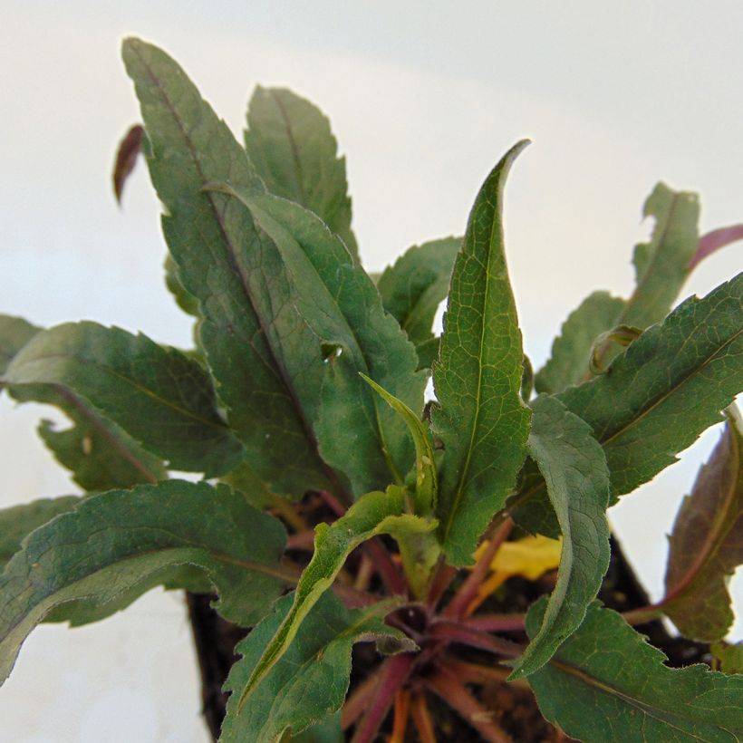 Aster cordifolius Photograph (Feuillage)