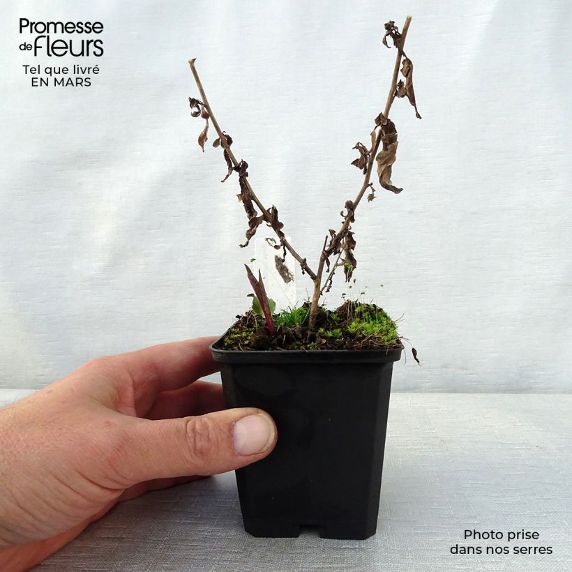 Spécimen de Aster cordifolius Photograph Godet de 8/9 cm tel que livré au printemps