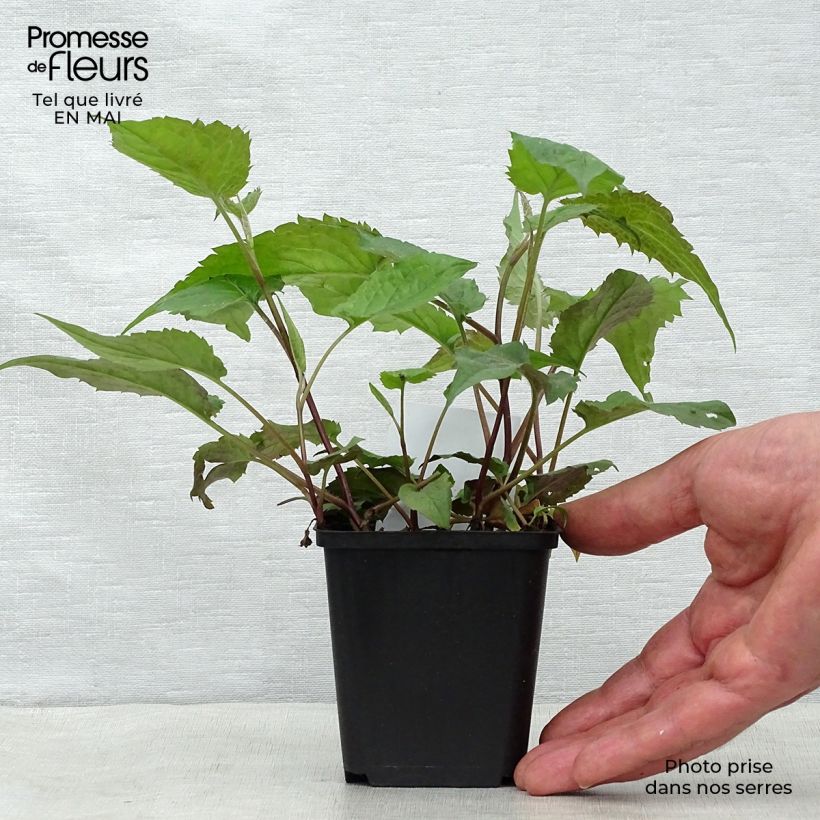 Spécimen de Aster divaricatus - Aster divariqué Godet de 8/9 cm tel que livré au printemps