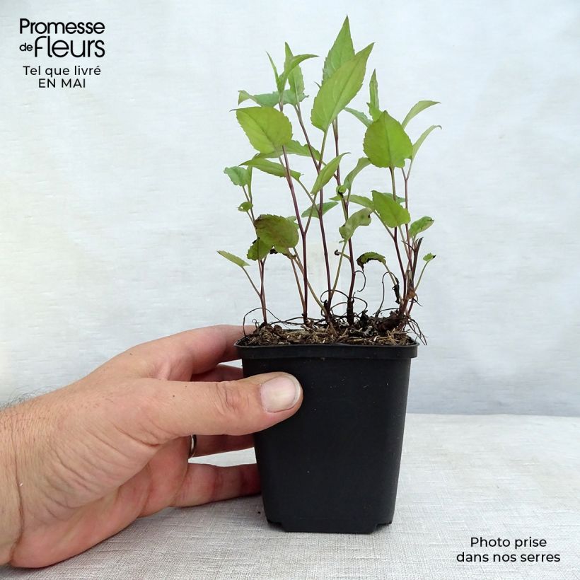 Spécimen de Aster divaricatus Beth Chatto Godet de 8/9 cm tel que livré au printemps