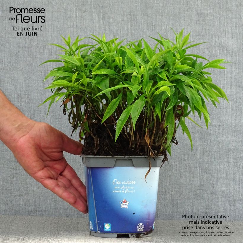 Spécimen de Aster dumosus Augenweide - Aster nain d’automne Pot de 2L/3L tel que livré en été