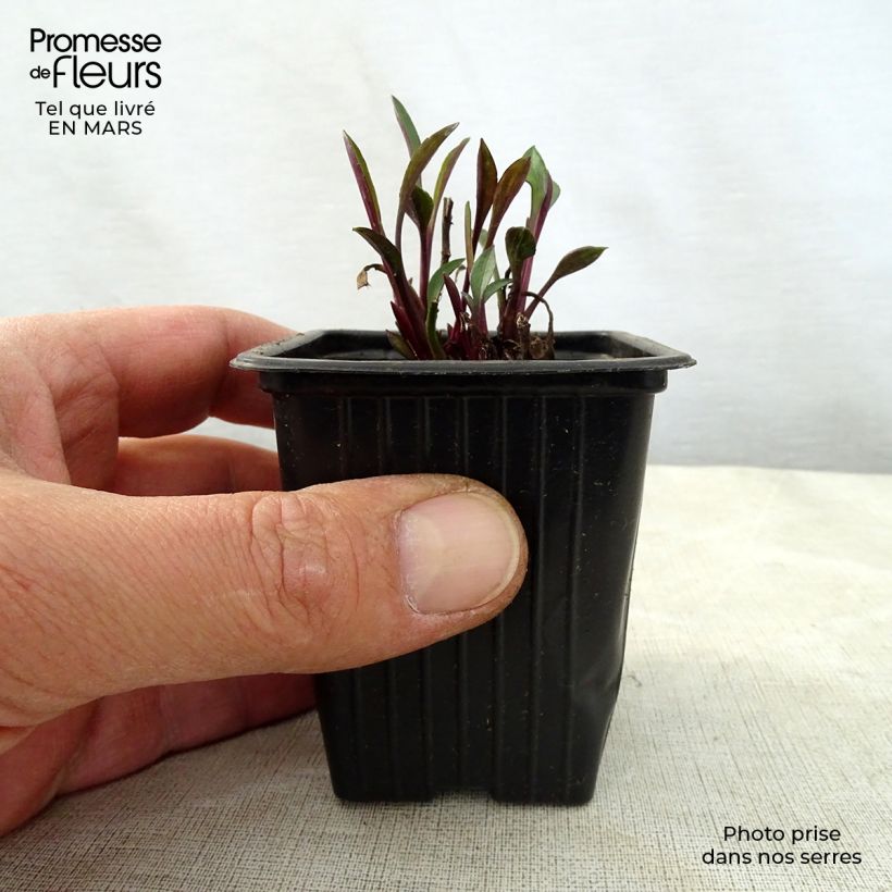 Spécimen de Aster dumosus Early Blue - Aster nain Godet de 7/8 cm tel que livré au printemps