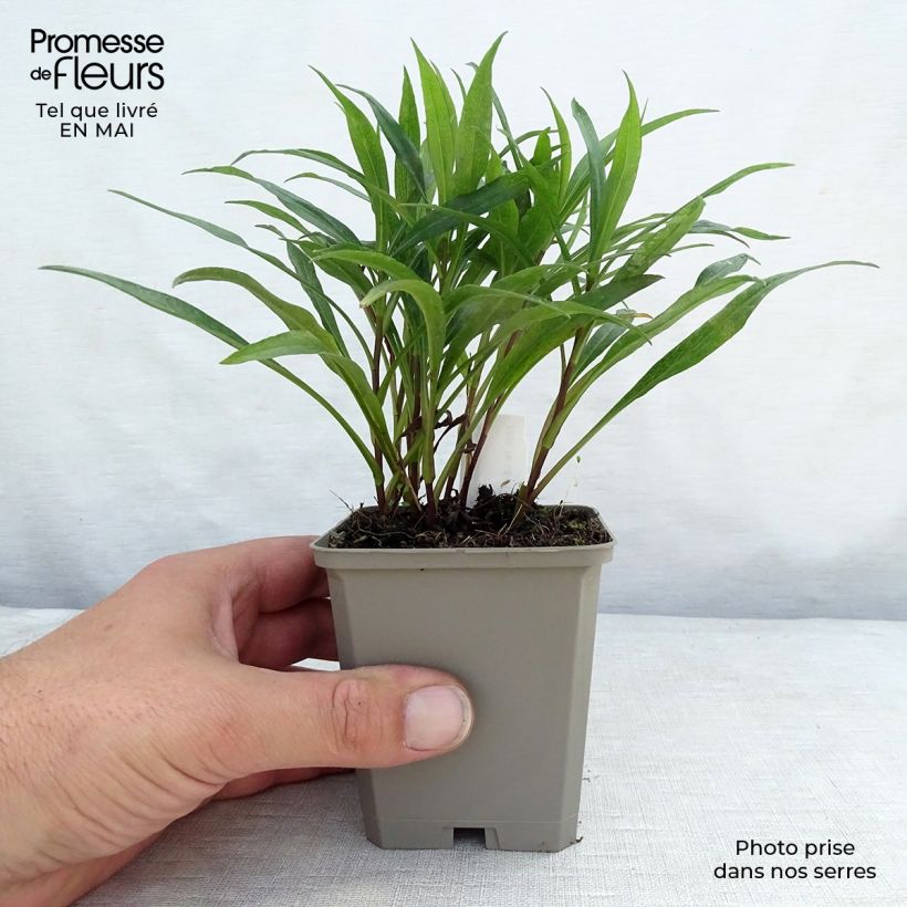 Spécimen de Aster dumosus Kristina Godet de 8/9 cm tel que livré au printemps