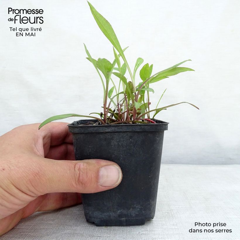 Spécimen de Aster dumosus Lady In Blue Godet de 8/9 cm tel que livré au printemps