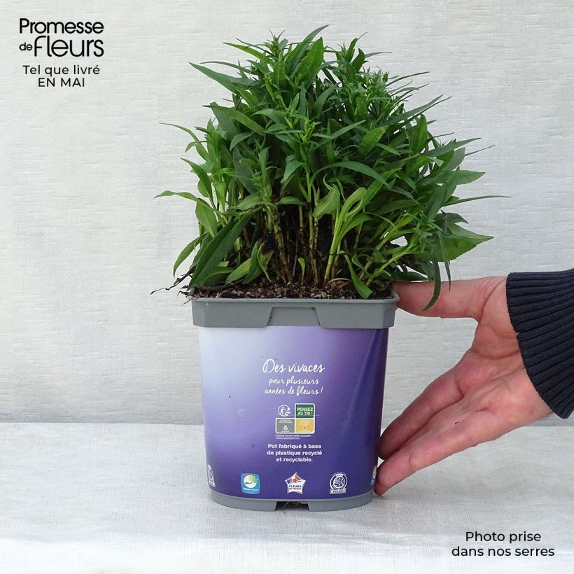 Spécimen de Aster dumosus Lady In Blue Pot de 2L/3L tel que livré au printemps