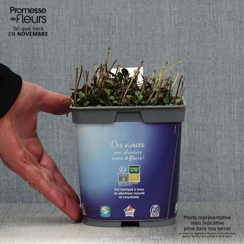 Spécimen de Aster dumosus Lady In Blue - Aster nain d'automne Pot de 2L/3L tel que livré en automne