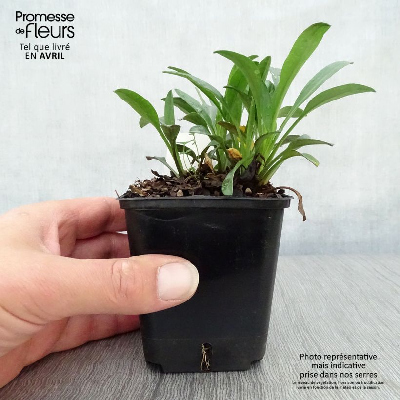 Spécimen de Aster dumosus Marjorie - Aster nain Godet de 8/9 cm tel que livré au printemps