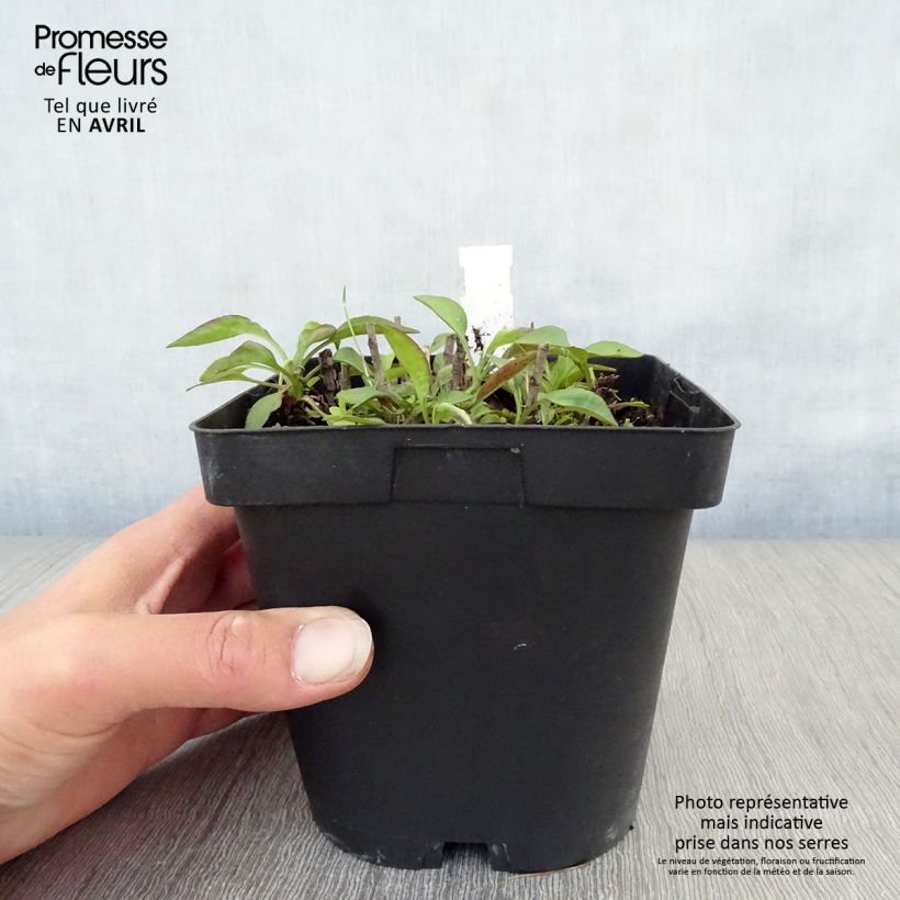 Spécimen de Aster dumosus Marjorie - Aster nain Pot de 2L/3L tel que livré au printemps