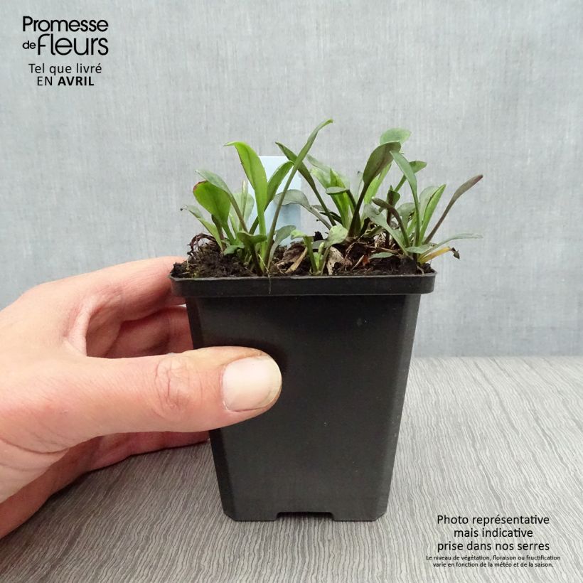 Spécimen de Aster dumosus Rosenwichtel - Aster nain d’automne Godet de 8/9 cm tel que livré au printemps