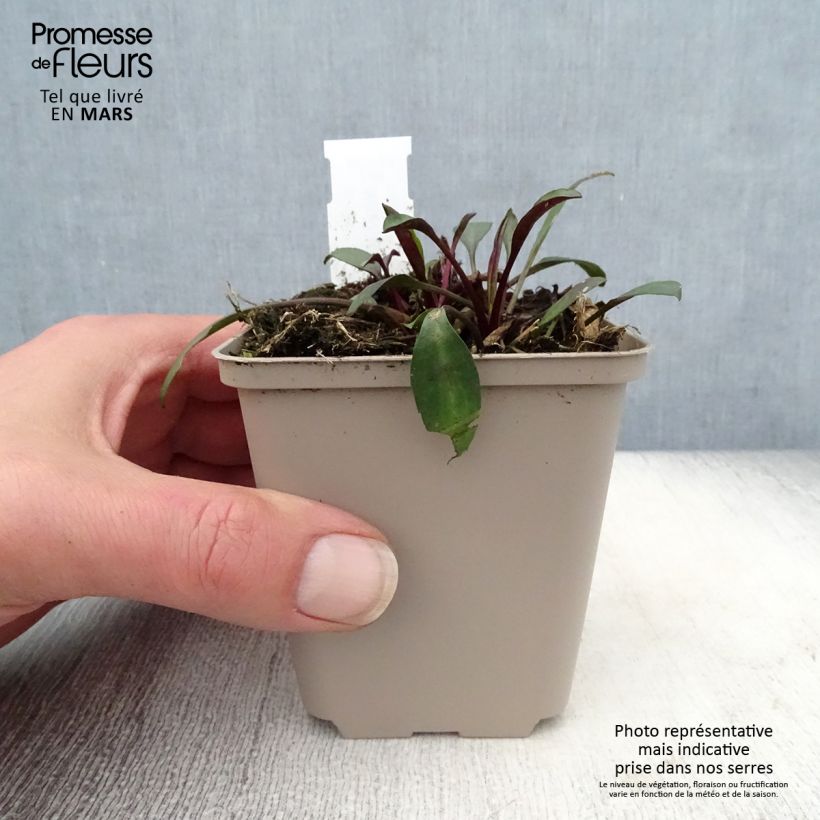 Spécimen de Aster dumosus Samoa - Aster nain d'automne Godet de 8/9 cm tel que livré au printemps