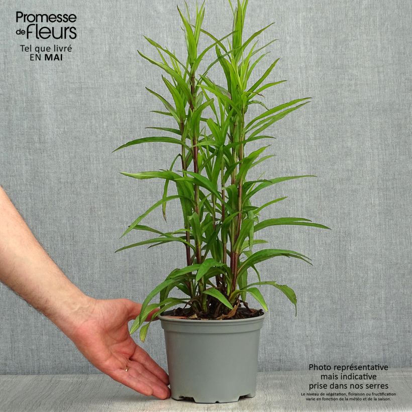 Example of Aster dumosus Starlight - Aster nain d’automne Pot de 2L/3L as you get in printemps