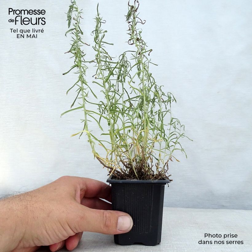 Spécimen de Aster ericoïdes Godet de 8/9 cm tel que livré au printemps