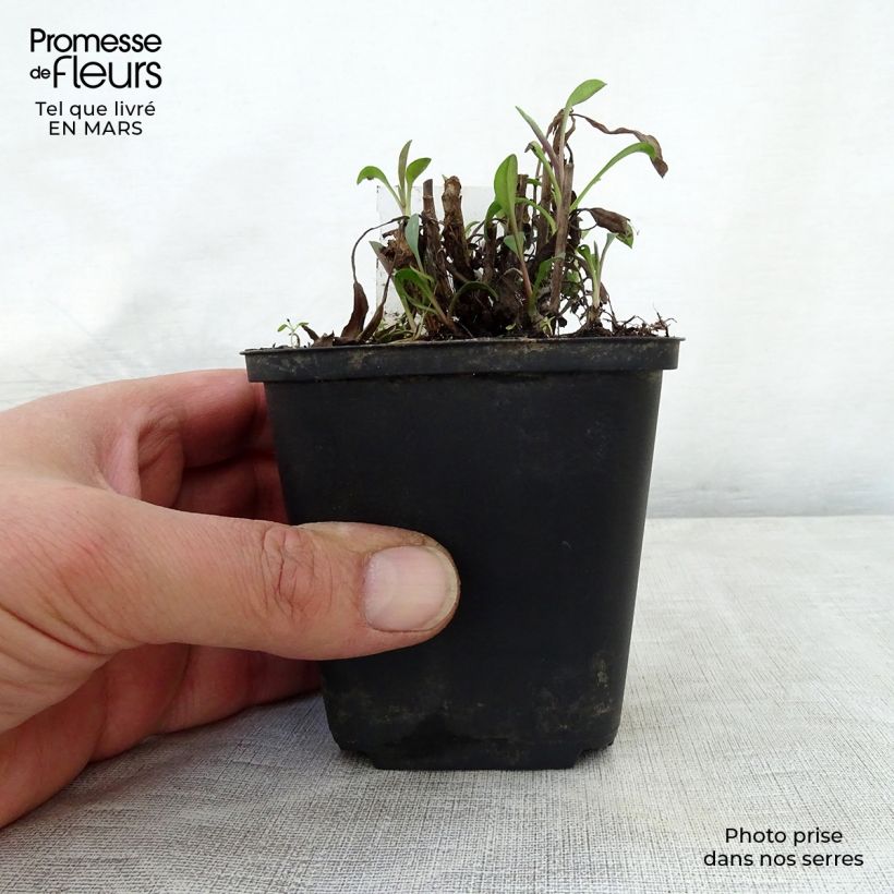 Spécimen de Aster ericoides Blue Wonder Godet de 8/9 cm tel que livré au printemps