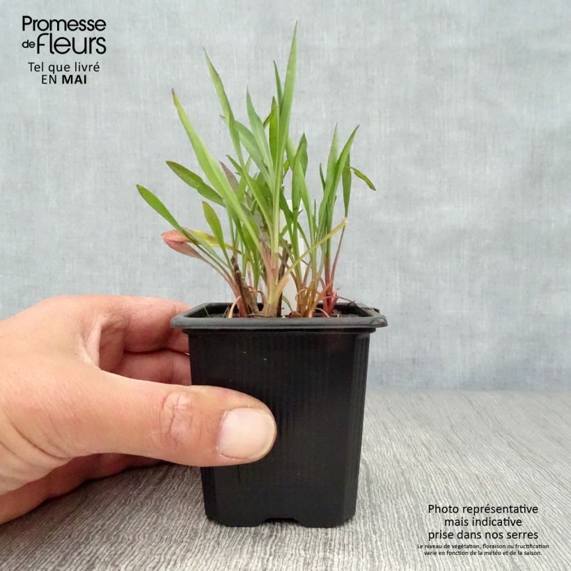 Spécimen de Aster ericoïdes Esther - Aster d'automne Godet de 8/9 cm tel que livré au printemps