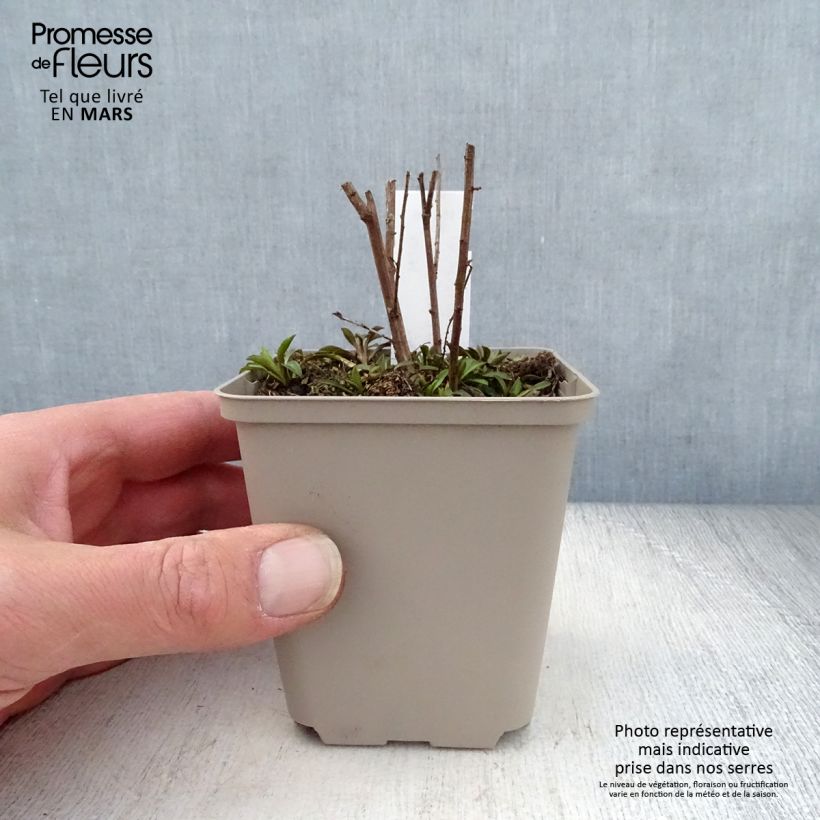 Spécimen de Aster ericoïdes Lovely Godet de 8/9 cm tel que livré au printemps